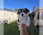Small breeder photo