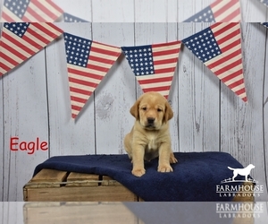 Main photo of Labrador Retriever Dog Breeder near WELCOME, NC, USA