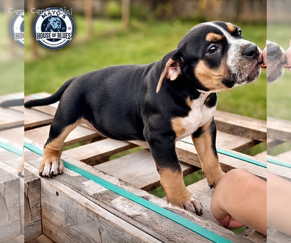 Medium Photo #2  Breeder Profile in FORT MITCHELL, AL, USA