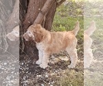 Small Photo #6  Breeder Profile in CHERRY GROVE, MN, USA
