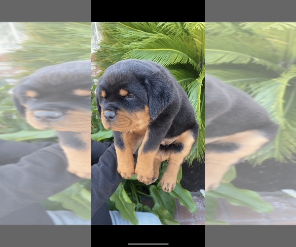 Medium Photo #7  Breeder Profile in SYLMAR, CA, USA