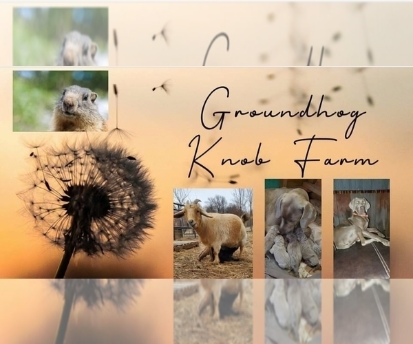 Medium Photo #1  Breeder Profile in PATTONSBURG, MO, USA