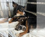 Small breeder photo