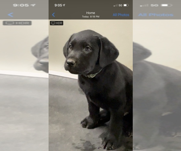 Medium Photo #22  Breeder Profile in TEMECULA, CA, USA