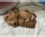 Small breeder photo