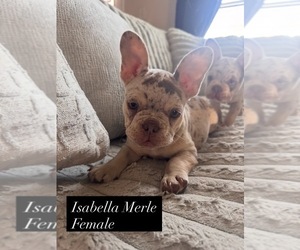 French Bulldog Dog Breeder near BRYAN, TX, USA
