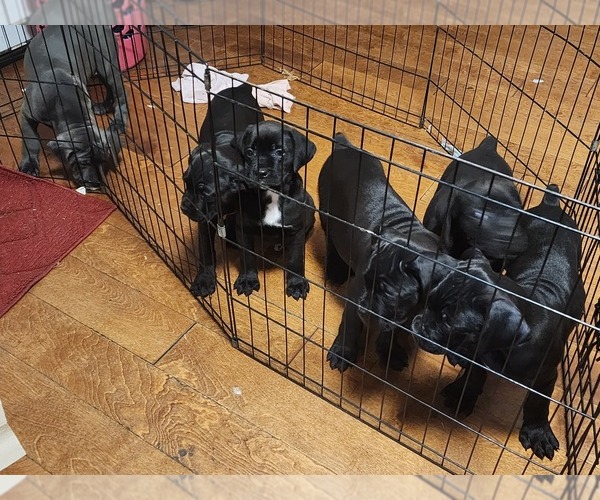 Medium Photo #1  Breeder Profile in RENTON, WA, USA