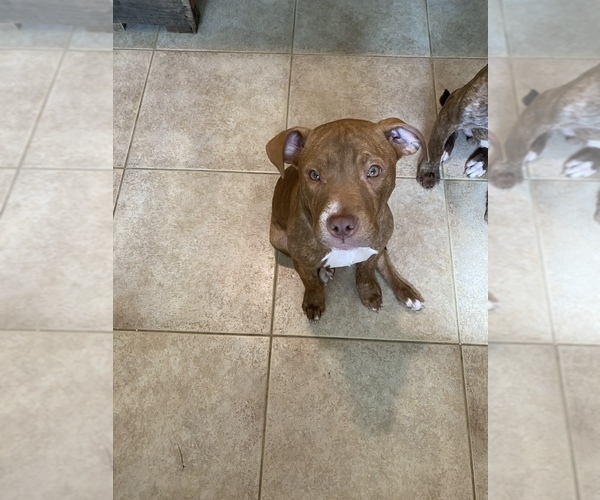 Medium Photo #1  Breeder Profile in AKRON, OH, USA