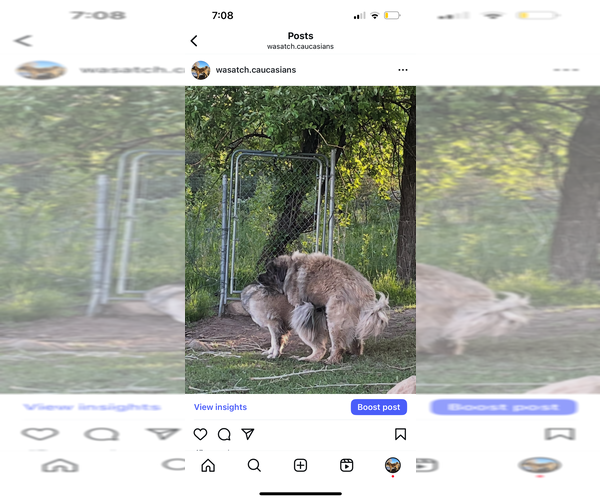 Medium Photo #4  Breeder Profile in MOUNT PLEASANT, UT, USA
