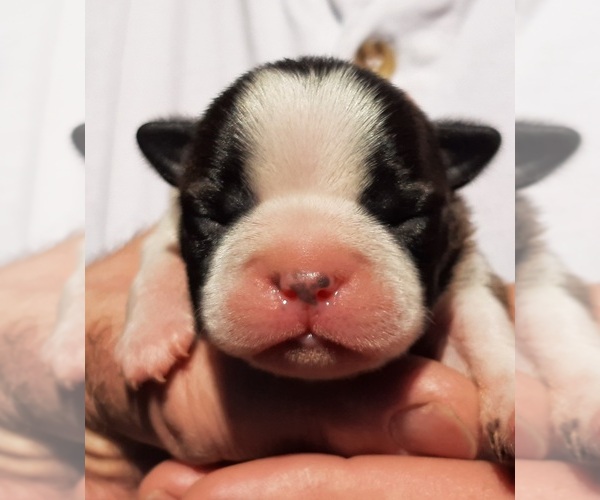 Medium Photo #1  Breeder Profile in SKIATOOK, OK, USA