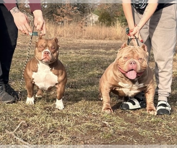 Medium Photo #5  Breeder Profile in URBANA, OH, USA