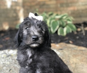 Aussiedoodle Dog Breeder near CHARLESTON, AR, USA