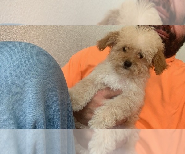 Medium Photo #37  Breeder Profile in VICTORVILLE, CA, USA