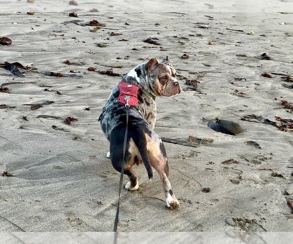 Medium Photo #22  Breeder Profile in PORTLAND, OR, USA