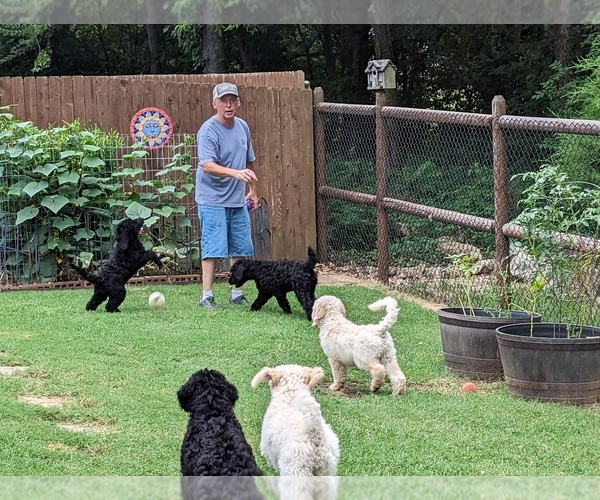 Medium Photo #4  Breeder Profile in SAND SPRINGS, OK, USA