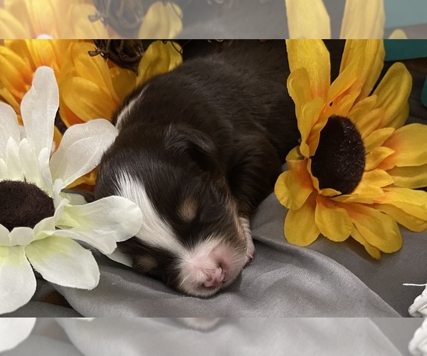 Medium Photo #1  Breeder Profile in OCALA, FL, USA