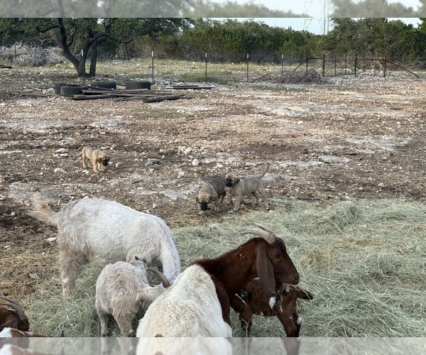 Medium Photo #7  Breeder Profile in MOUNTAIN HOME, TX, USA