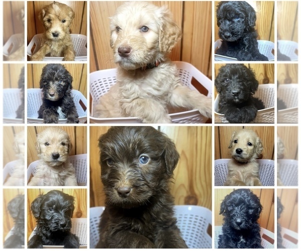 Medium Photo #1  Breeder Profile in ROUNDHILL, KY, USA