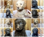Small breeder photo