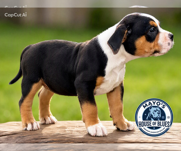 Medium Photo #3  Breeder Profile in FORT MITCHELL, AL, USA