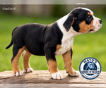 Small #2 Breeder Profile image