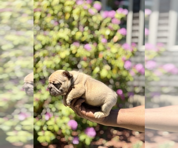 Medium Photo #15  Breeder Profile in BRIDGEWATER, MA, USA