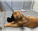 Small #1 Breeder Profile image