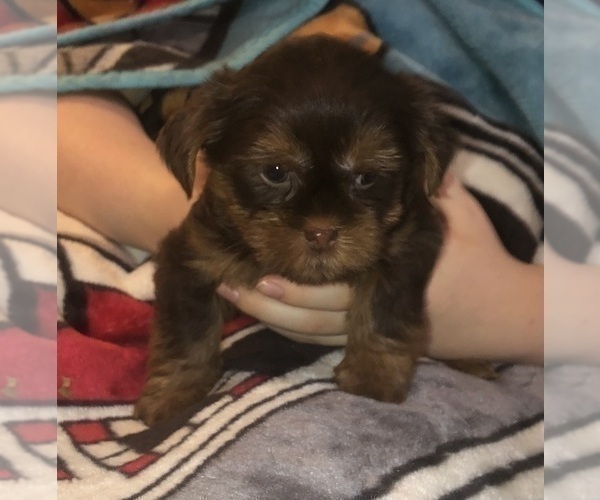 Medium Photo #21  Breeder Profile in SCOTTSDALE, AZ, USA
