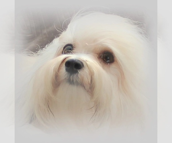 Medium Photo #1  Breeder Profile in KODAK, TN, USA