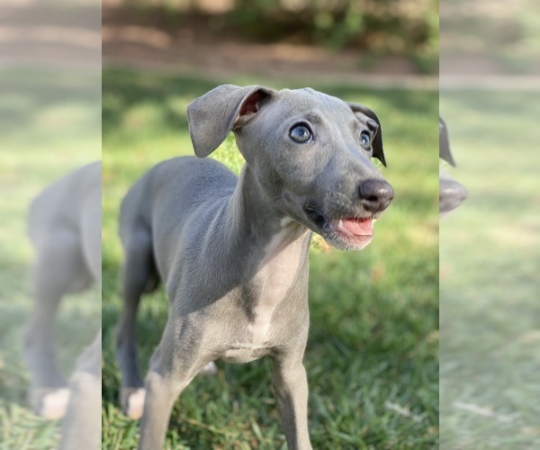 Medium Photo #1  Breeder Profile in SAINT GEORGE, UT, USA
