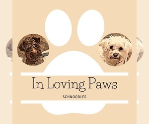 Schnoodle (Miniature) Dog Breeder near COLLINSVILLE, VA, USA