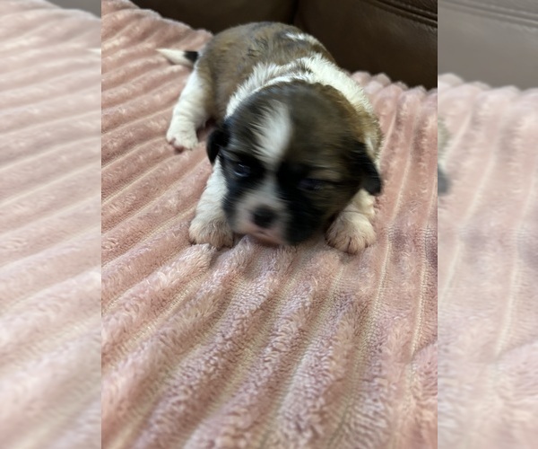 Medium Photo #1  Breeder Profile in WILLS POINT, TX, USA