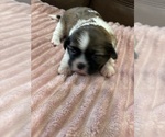 Small breeder photo