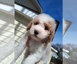 Small #51 Breeder Profile image