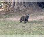 Small #17 Breeder Profile image