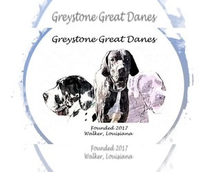 Great Dane Dog Breeder near DENHAM SPRINGS, LA, USA