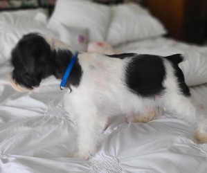 Schnauzer (Miniature) Dog Breeder near LUFKIN, TX, USA