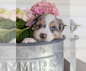 Australian Shepherd Dog Breeder near GEORGETOWN, TN, USA