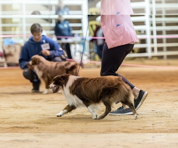 Medium Photo #16  Breeder Profile in CANTON, TX, USA