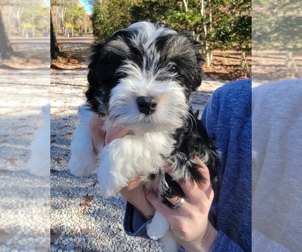 Medium Photo #1  Breeder Profile in YORKTOWN, VA, USA