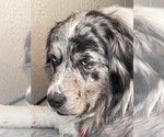 Small #42 Breeder Profile image