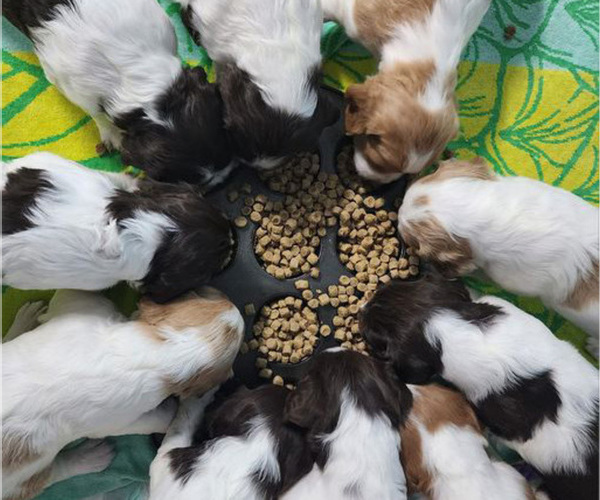 Medium Photo #30  Breeder Profile in HORTENSE, GA, USA