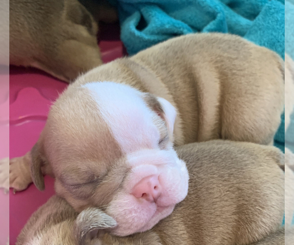 Medium Photo #1  Breeder Profile in SUMMERVILLE, SC, USA