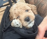 Small #3 Breeder Profile image