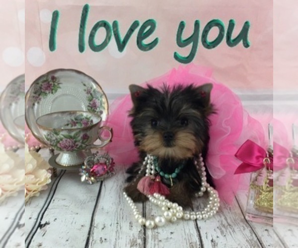 Medium Photo #2  Breeder Profile in STANTONVILLE, TN, USA