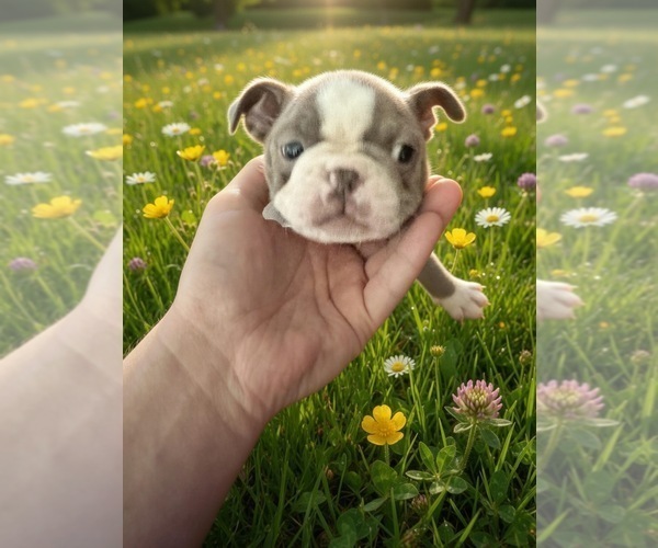 Medium Photo #4  Breeder Profile in SAINT CLAIR SHORES, MI, USA