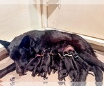Small #4 Breeder Profile image