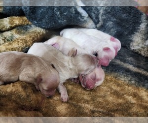 Maltipoo Dog Breeder near JACKSONVILLE, FL, USA