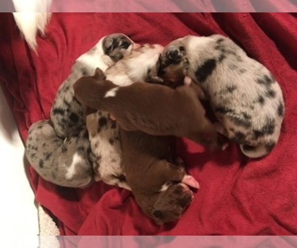 Medium Photo #1  Breeder Profile in GENESEO, IL, USA