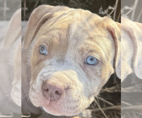 Medium Photo #7  Breeder Profile in GROVE CITY, MN, USA